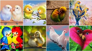 Beautiful New Birds dp for whatsapp | Birds Photo/Pics | Birds wallpaper photo - DRP Collection #dp