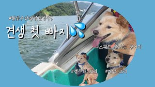 보리꼬리VLOG#30-견생 첫 빠지 🐕🚤💦| 남양주 애견동반 수상레포츠 | Boat 보트타는 강아지 dog | 달빛수랑레져 | 웨이크보드 wake-board | 시고르자브르종