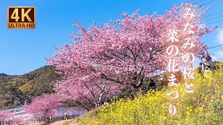 南伊豆 下賀茂温泉 みなみの桜と菜の花まつり 河津桜【桜2022🌸】伊豆桜の名所 早咲きの桜 - Kawazu-zakura cherry blossoms in Izu