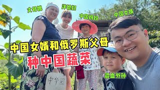 中国种子播在俄罗斯土地上！中国女婿和俄罗斯父母一起种中国蔬菜