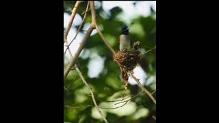 bulbul sparrow giving feeds to their babies sparrow