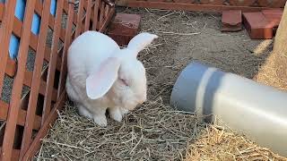 秋田大森山動物園のウサギ！