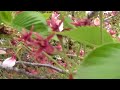 30秒の心象風景5037･葉桜になる～ソメイヨシノ～