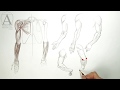 Anatomy of the Arm - Anatomy Lesson for Artists