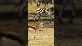 Gazelle Walking | Zebras and Wildebeest in the background #nature #shorts