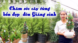 Lưu Ý Khi Chăm Sóc Cây Tùng Thơm, Tùng Bút Bền Đẹp Đón Giáng Sinh