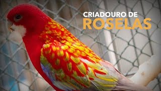 Criação de ROSELAS, Ring Necks e Red Rumped | Criadouro Ventura - Parte 1 | Aves Exóticas