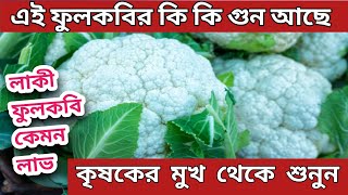 লাকী ফুলকবি এইবার এক নাম্বারে / syngenta lucky cauliflower  ( akhtar agro vlog )