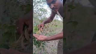 💯💢 தரை பகுதிக்கு ஏற்ற பீன்ஸ் ரகமா ? #organic_farming #vegetables #beans #shorts