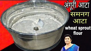 अंगूरी आटा बनाने का बहुत सरल तरीका।How To Make Wheat Sprout Flour।Samnag Ka Atta।Samnak Angoori Aata