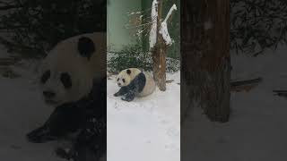 灵岩彻底玩嗨了，还顺便洗洗皮大衣！ #panda #大熊猫