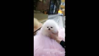 Cute white pom