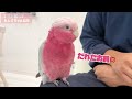 パパが出張へ！離れたくなくて甘えん坊オウムがこうなっちゃいましたw【モモイロインコ】