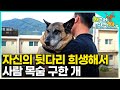 구조견으로 평생을 살다 몸이 망가져 이제는 사람의 돌봄을 받게 된 밸지언 마리노이즈｜은퇴한 강아지의 이야기｜#왜그러냥귀엽개