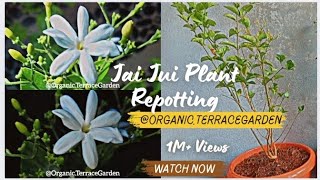 Jai Jui Plant Repotting 🌼 #youtube #youtubevideo #youtubechannel #jaijui