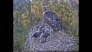 Melnais stārķis_Storklet almost suffocates sibling. 26.07.2021.