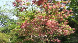 横浜霊園周回H270510初夏の山野草