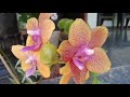 പൂക്കളുള്ള ഓർക്കിഡ് ചെടികൾ കുറഞ്ഞ വിലയിൽ 💃unboxing my new orchids malayalam garden orchids