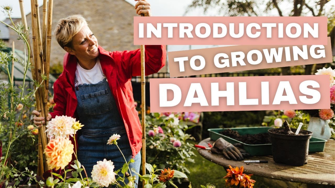 Introduction To Growing Dahlias Youtube