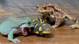 Frog & toad & Salamander