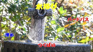 【水浴び】メジロ　'20.12.22【野鳥】