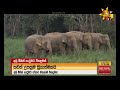 slwcs project orange elephant දොඩම් අලි වියාපෘතිය in hiru tv news