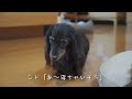 【17歳と14歳老犬カニンヘンダックスvlog】余命宣告されても兄弟の前向きな日常。