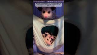 baby possum #possums #babypossum #shorts #loveanimals