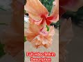 Unbelievable Double Decker Hibiscus Plant - You Won't Believe Your Eyes!