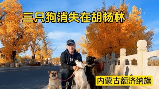 鐵牛旅行記560集/三隻狗跑不見了消失在內蒙古胡楊林中，用無人機尋找看到童話世界#環遊中國 #狗狗 #自驾游