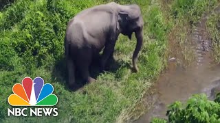 Elephant Herd On 300-Mile Trek In China Captivate Millions