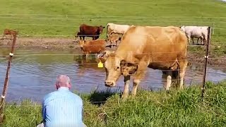 Unbelievable Footage Shows Cow Asking Man To Save Calf