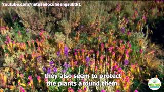 Nature Documentary The secret world of plant What Plants Talk About full HD english subtitles