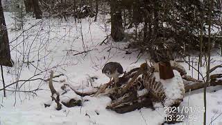 Mike Martin trail cam video of 2 hawks on carcass pile