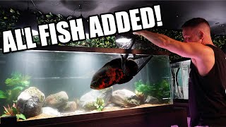 Oscar fish added to aquarium!