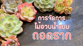 [ Rookie P ] EP29  How to การจัดการไม้อวบน้ำแบบถอดราก