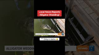Local News Reports Alligator Wedding! Only in Idaho 😂🐊 #shorts #alligator
