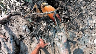 AMAZING FIND SEA CRABS AT SEA MUD AFTER LOW TIDE,खाऱ्या पाण्यातील चिंबोऱ्याचं आगरी स्टाइल कालवण