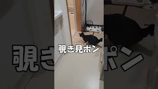 【バレたニャン】 お風呂を覗き見しちゃった猫がコチラです  #shorts #YouTubeshort