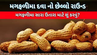 મગફળી મા દવા નો છેલ્લો રાઉન્ડ - મગફળીમા સારો ઉતારો લેવા શું કરવું ? - મણીકા કેમ વધુ કરવા ?