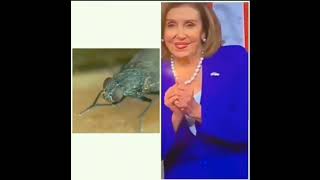 Am I evil? Yes I am!!! Nancy Pelosi like a Fly! Metallica