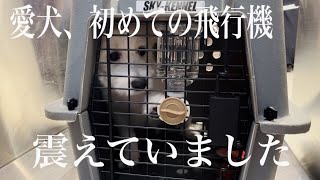 【犬と旅行】初めての飛行機に怖がる愛犬をリポート｜JAL｜犬とカップルの日常