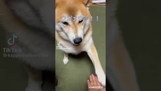 柴犬福 姉に芸する柴犬🤣Shiba-trick🤣#shorts #funny #dogshorts #comedy #姉と柴 #시바견