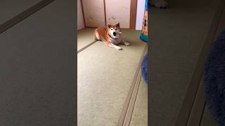 柴犬福 鼻のシワが良い柴犬🤣Why angry!?🤣#shorts #shibainu #柴犬 #tiktok #funny #かわいい犬 #시바견 #댕댕이 #かわいい