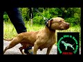 Dog lovers wife sneaks to Pelican Bay K9s Studio #news #dogtraining