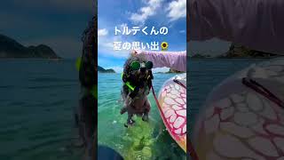 【犬かき名人】青井浜わんわんビーチで海水浴を満喫！！この夏、トイプードルのトルテくんの夏の思い出🌻【夏休み】【犬専用ビーチ】【水曜日のカンパネラ】