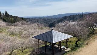 【月ヶ瀬梅渓 梅まつり⑤】奈良県月ヶ瀬 季節の風景