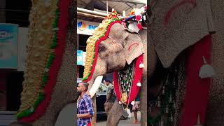 #thechikkottukavu  #ramachandran #pooram #amakkavu #elephant #shorts #youtubeshorts #short