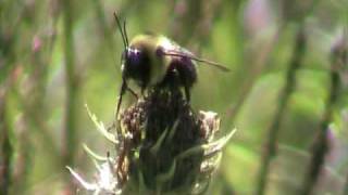 Bee-like Robber Fly (Asilidae: Laphria thoracica)