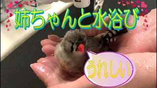 【文鳥・キンカチョウ】初心者の掌水浴び